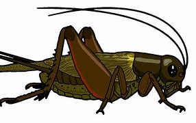 Image result for Black Cricket Clip Art