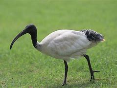 Image result for photo ibis