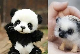 Image result for Top Ten Cutest Baby Animals