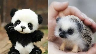 Image result for The Cutest Baby Animals Ever