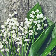 Image result for Lily of the Valley Pips