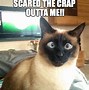 Image result for Funny Scared Cat Meme