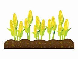 Image result for Corn Crop Cartoon