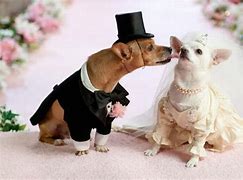 Image result for Wedding Puns Dog