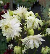 Image result for AQUILEGIA VULG. WHITE BARLOW