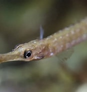 Image result for "syngnathus Rostellatus". Size: 174 x 185. Source: www.flickr.com