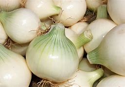Image result for cebolla