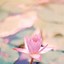 Image result for Wallpaper for iPhone 14 Pro Flower