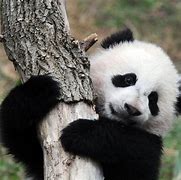 Image result for As Cute Baby Panda Wallpaper