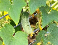 Image result for Cucumber Vine