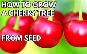 Image result for Cherry Tree Seeds