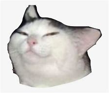 Image result for Sad Cat Meme Background