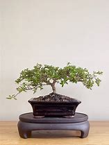 Image result for Bonsai Tree NZ