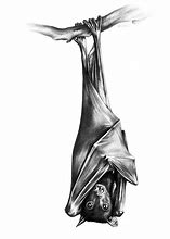 Image result for Fruit Bat Drawing