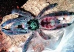 Image result for "havelockia Versicolor". Size: 148 x 104. Source: www.aquaportail.com