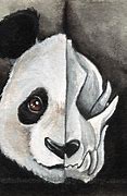 Image result for Giant Panda Skull