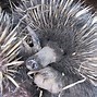 Image result for Echidna Mythical Creature