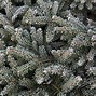 Image result for Picea abies WB on Pygmaea