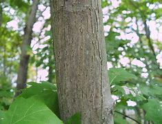 Image result for carya_cordiformis