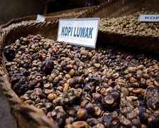 Image result for Most Expensive Coffee Beans Kopi Luwak