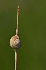 Image result for 1 Meter Long Snail