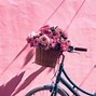 Image result for Pink iPhone Aesthetic