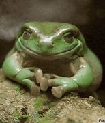 Image result for Sad Frog Fighting GIF