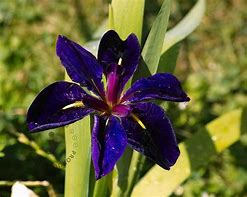 Afbeeldingsresultaten voor Iris louisiana Black Gamecock