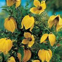 Image result for Clematis X Jouiniana Praecox