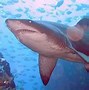 Image result for Long-Finned Mango Shark