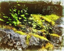 Image result for Moss Rock Art