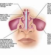 Image result for What Does the Inside of Your Nose Look Like