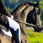 Image result for Friesian Dressage