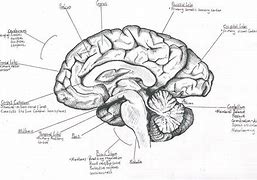 Image result for Anatomy School Art Brain