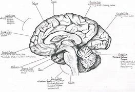 Image result for Qalaxy Brain