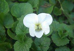 Image result for Viola sororia Albiflora