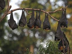 Image result for Bat Hanging Back