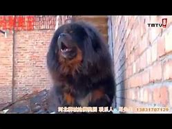 Image result for Tibetan Mastiff Barking