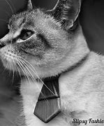 Image result for Cat with Tie Meme