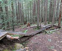 Image result for Tied Knot Trail Riesling California
