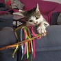 Image result for Rainbow Cat Contact Paper