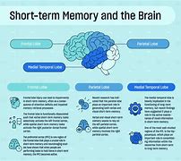 Image result for Short Term Memory Psychology