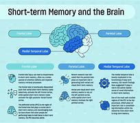 Image result for Working Memory Brain