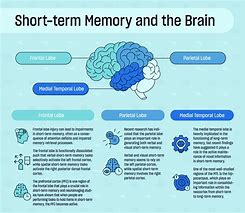 Image result for Scientific Facts About Memory