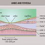 Image result for Neural Layer of Retina