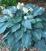 Image result for Hosta Blue Angel