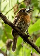 Image result for Malacoptila mystacalis