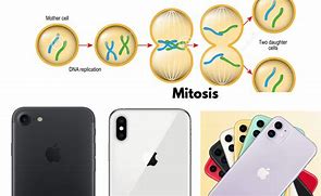 Image result for iPhone 11 Mitosis Meme