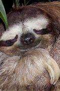 Image result for Tired Sloth
