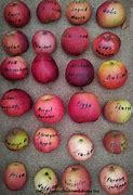 Image result for All Apple Types